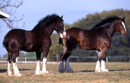 two-shires-standing.jpg